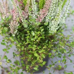 Heidepflanzen Mix, Topf-Ø 10,5 Cm, 6er-Set -Fashion Garden Store 0651200008 Heide Mix T10 5 H20 6 97305