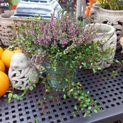 Knospenheide & Mühlenbeckia Mix Rosa, Topf-Ø 13cm, 6er-Set -Fashion Garden Store 0651200026 Calluna Muehlenbeckia T13 rosa Set 2 81499