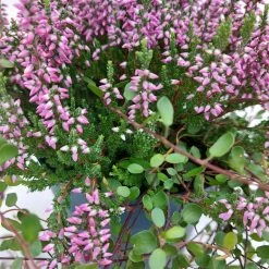 Knospenheide & Mühlenbeckia Mix Rosa, Topf-Ø 13cm, 6er-Set -Fashion Garden Store 0651200026 Calluna Muehlenbeckia T13 rosa Set 3 81500