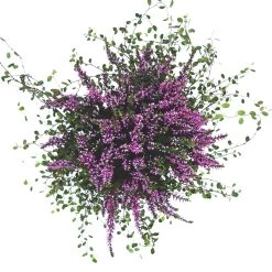 Knospenheide & Mühlenbeckia Mix Rosa, Topf-Ø 13cm, 6er-Set -Fashion Garden Store 0651200026 Calluna Muehlenbeckia T13 rosa Set 6 81592