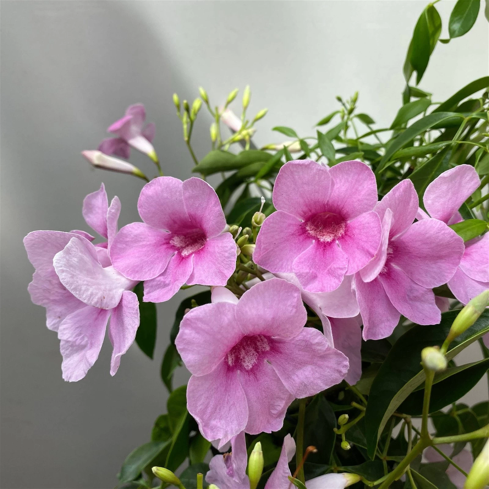 Pandorea, Weiß Bis Rosa Zufällig, Spalier, Topf-Ø 19 Cm, Höhe Ca. 70 Cm 3 Pandorea, Weiß Bis Rosa Zufällig, Spalier, Topf-Ø 19 Cm, Höhe Ca. 70 Cm