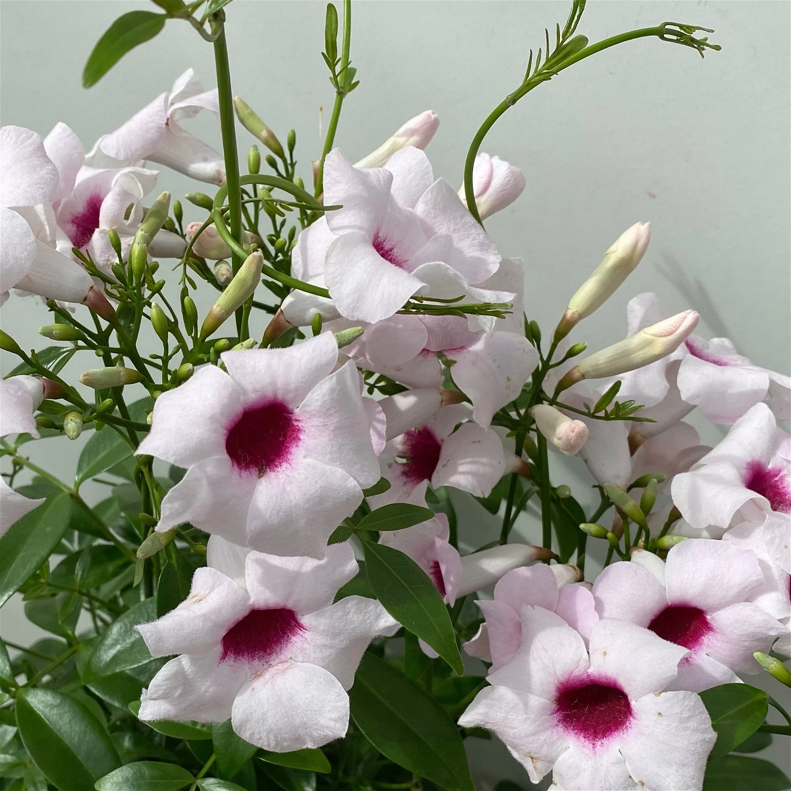 Pandorea, Weiß Bis Rosa Zufällig, Spalier, Topf-Ø 19 Cm, Höhe Ca. 70 Cm 4 Pandorea, Weiß Bis Rosa Zufällig, Spalier, Topf-Ø 19 Cm, Höhe Ca. 70 Cm – Bild 2