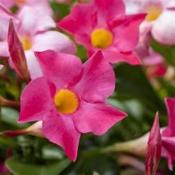 Dipladenie Rosa, Busch, Topf-Ø 13/14 Cm, 3er-Set -Fashion Garden Store 0670110015 0670110022 0670110028 0670110053 0670110127 0670110133 0670110139 0670110163 0670110156 0670110211 0670110217 Dipladenia Busch rosa 76808