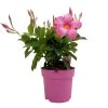 Dipladenie Rosa, Busch, Topf-Ø 13/14 Cm, 3er-Set -Fashion Garden Store 0670110217 Dipladenia Busch rosa 3er Set 1 111119