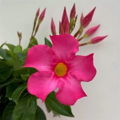 Dipladenie Rosa, Busch, Topf-Ø 13/14 Cm, 3er-Set -Fashion Garden Store 0670110217 Dipladenia Busch rosa 3er Set 5 111030