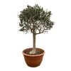 Olivenbaum 'Bonsai', Stämmchen, Topf-Ø 40 Cm -Fashion Garden Store 0680200030 Koelle Olea europaea Sta extra Schale T40 Bonsai 2 91059
