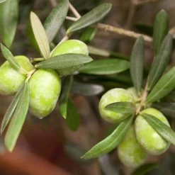 Olivenbaum ''Pompon', Verzweigter Stamm, Topf-Ø Ca. 33 Cm, Höhe Ca. 130 Cm -Fashion Garden Store 0680200048 0680200051 0680200054 0680200057 0680200061 0680200075 Koelle Olea europaea Busch1 76776 3