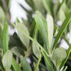 Olivenbaum ''Pompon', Verzweigter Stamm, Topf-Ø Ca. 33 Cm, Höhe Ca. 130 Cm -Fashion Garden Store 0680200048 0680200051 0680200054 0680200057 0680200061 0680200075 Koelle Olea europaea Busch 76777 3