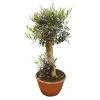 Olivenbaum 'Bonsai', Topf-Ø 30 Cm, Höhe Ca. 70 Cm -Fashion Garden Store 0680200054 Koelle Olea europaea Schale T30 Bonsai H70 80 1 78687