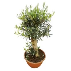 Olivenbaum 'Bonsai', Topf-Ø 30 Cm, Höhe Ca. 70 Cm -Fashion Garden Store 0680200054 Koelle Olea europaea Schale T30 Bonsai H70 80 3 78688