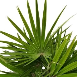 Chamaerops Humilis 'Sicilia', Topf-Ø 24 Cm, Höhe Ca. 60 Cm -Fashion Garden Store 0680300070 0680300001 Chamaerops humilis Sicilia T24 1545Fich Vulcano H80 78696