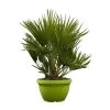 Chamaerops Humilis 'Sicilia', Topf-Ø 24 Cm, Höhe Ca. 60 Cm -Fashion Garden Store 0680300070 Chamaerops humilis Schale T24 Sicilia H80 2 92462