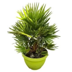 Chamaerops Humilis 'Sicilia', Topf-Ø 24 Cm, Höhe Ca. 60 Cm -Fashion Garden Store 0680300070 Chamaerops humilis Sicilia T24 1545Fich Vulcano H80 2 78695
