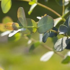 Eukalyptus, Stamm, Topf-Ø 22 Cm, Höhe Ca. 90 Cm -Fashion Garden Store 0680400001 0680400007 0680400010 0680400016 0680400019 0680400021 Eucalyptus gunii Busch1 77878