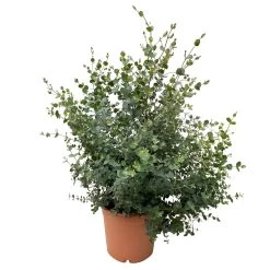 Eukalyptus, Busch, Topf-Ø 22 /24 Cm -Fashion Garden Store 0680400011 Eucalyptus gunnii Busch T22 24 1 83416