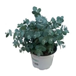 Eukalyptus, Busch, Topf-Ø 12 Cm, 2er-Set