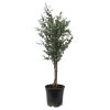 Eukalyptus, Stamm, Topf-Ø 21 Cm, Höhe Ca. 90 Cm -Fashion Garden Store 0680400026 Eucalyptus gunni Stamm T21 2 107147 1