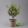 Olivenbaum, Busch, Topf-Ø 24 Cm, Höhe Ca. 80 Cm 1 Olivenbaum, Busch, Topf-Ø 24 Cm, Höhe Ca. 80 Cm -Fashion Garden Store 0681100004 Koelle Olea europaea T24 Busch 1 125584