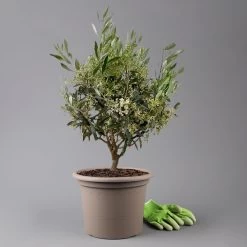 Olivenbaum, Busch, Topf-Ø 24 Cm, Höhe Ca. 80 Cm
