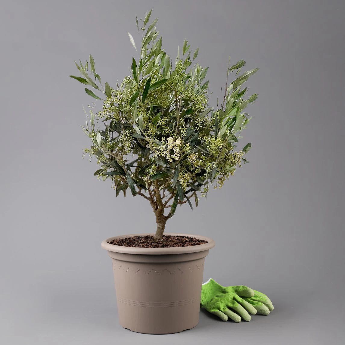 Olivenbaum, Busch, Topf-Ø 24 Cm, Höhe Ca. 80 Cm 3 Olivenbaum, Busch, Topf-Ø 24 Cm, Höhe Ca. 80 Cm