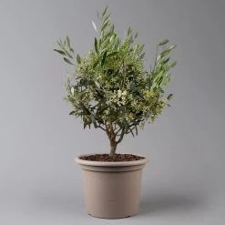 Olivenbaum, Busch, Topf-Ø 24 Cm, Höhe Ca. 80 Cm 12 Olivenbaum, Busch, Topf-Ø 24 Cm, Höhe Ca. 80 Cm -Fashion Garden Store 0681100004 Koelle Olea europaea T24 Busch 2 125585
