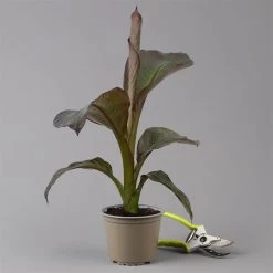 Rote Zierbanane, Topf-Ø 14 Cm, Höhe Ca. 40 Cm, 2er-Set -Fashion Garden Store 0683100020 ensete ventricosum rote banane 1 124581