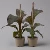 Rote Zierbanane, Topf-Ø 14 Cm, Höhe Ca. 40 Cm, 2er-Set -Fashion Garden Store 0683100020 ensete ventricosum rote banane 2 124580