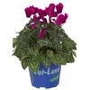 Alpenveilchen 'Outland', Lila, Topf-Ø 10,5 Cm, 6er-Set -Fashion Garden Store 0690100131 koelle cyclamen t105 lila outland 1 68833