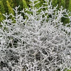 Calocephalus & Mühlenbeckie, Topf-Ø 23 Cm -Fashion Garden Store 0690100135 Calocephalus brownii 12 13cm Topf 01 43993