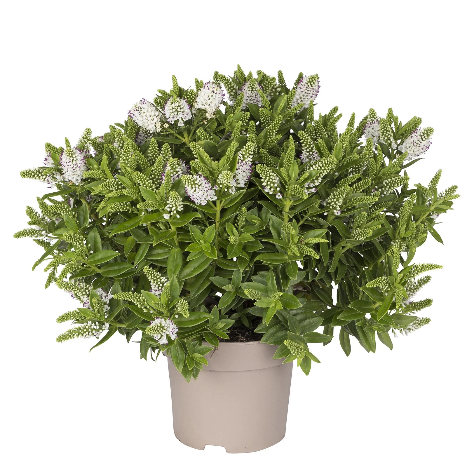 Hebe Weiß, Topf-Ø 15 Cm, 3er-Set 3 Hebe Weiß, Topf-Ø 15 Cm, 3er-Set