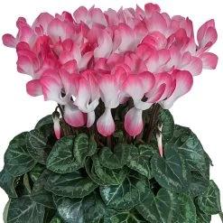 Alpenveilchen 'Indiaka® Geflammt, Farben Zufällig, Topf-Ø 12cm, 3er-Set 13 Alpenveilchen 'Indiaka® Geflammt, Farben Zufällig, Topf-Ø 12cm, 3er-Set -Fashion Garden Store 0690100290 koelle Cyclame Indiaka Salmon geflammt 6er Set 79801