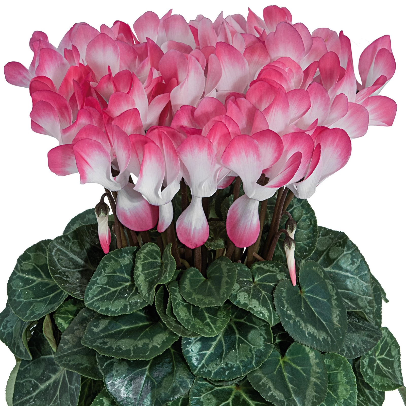 Alpenveilchen 'Indiaka® Geflammt, Farben Zufällig, Topf-Ø 12cm, 3er-Set 7 Alpenveilchen 'Indiaka® Geflammt, Farben Zufällig, Topf-Ø 12cm, 3er-Set – Bild 5