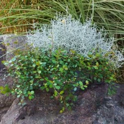 Calocephalus & Mühlenbeckie, Topf-Ø 23 Cm -Fashion Garden Store 0690100359 Calocephalus Muehlenbeckia XXL Schale T27 Mueca WS 2 94958