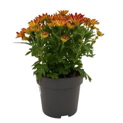 Chrysanthemen 'Swifty', Orange, Topf-Ø 12 Cm, 6er-Set 11 Chrysanthemen 'Swifty', Orange, Topf-Ø 12 Cm, 6er-Set -Fashion Garden Store 0690110161 Chrysanthemum indicum Swifty T12 orange bicolor 6er Set WS 1 95636