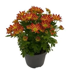 Chrysanthemen 'Swifty', Orange, Topf-Ø 12 Cm, 6er-Set 12 Chrysanthemen 'Swifty', Orange, Topf-Ø 12 Cm, 6er-Set -Fashion Garden Store 0690110161 Chrysanthemum indicum Swifty T12 orange bicolor 6er Set WS 2 95637