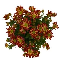 Chrysanthemen 'Swifty', Orange, Topf-Ø 12 Cm, 6er-Set 13 Chrysanthemen 'Swifty', Orange, Topf-Ø 12 Cm, 6er-Set -Fashion Garden Store 0690110161 Chrysanthemum indicum Swifty T12 orange bicolor 6er Set WS 3 95638