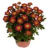 Chrysanthemen 'Swifty', Orange, Topf-Ø 12 Cm, 6er-Set