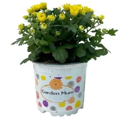 Chrysanthemen Gelb, Topf-Ø 10,5 Cm, 8er-Set