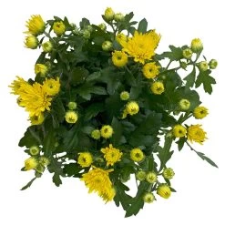 Chrysanthemen Gelb, Topf-Ø 10,5 Cm, 8er-Set -Fashion Garden Store 0690120041 Chrysanthemum multiflora gelb 8er Set 3 112640