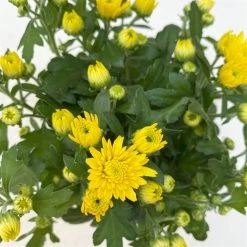 Chrysanthemen Gelb, Topf-Ø 10,5 Cm, 8er-Set -Fashion Garden Store 0690120041 Chrysanthemum multiflora gelb 8er Set 5 112603