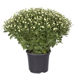 Chrysanthemen-Busch, Gelb-lila-weiß, Topf-Ø 19 Cm, 3er-Set 16 Chrysanthemen-Busch, Gelb-lila-weiß, Topf-Ø 19 Cm, 3er-Set -Fashion Garden Store 0690130088 koelle chrysanthemen multiflora busch t19 weiss durchmesser 40cm 1 68851
