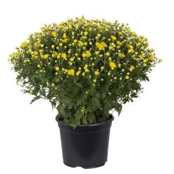 Chrysanthemen-Busch, Gelb-lila-weiß, Topf-Ø 19 Cm, 3er-Set 18 Chrysanthemen-Busch, Gelb-lila-weiß, Topf-Ø 19 Cm, 3er-Set -Fashion Garden Store 0690130089 koelle chrysanthemen multiflora busch t19 gelb durchmesser 40cm 1 68850