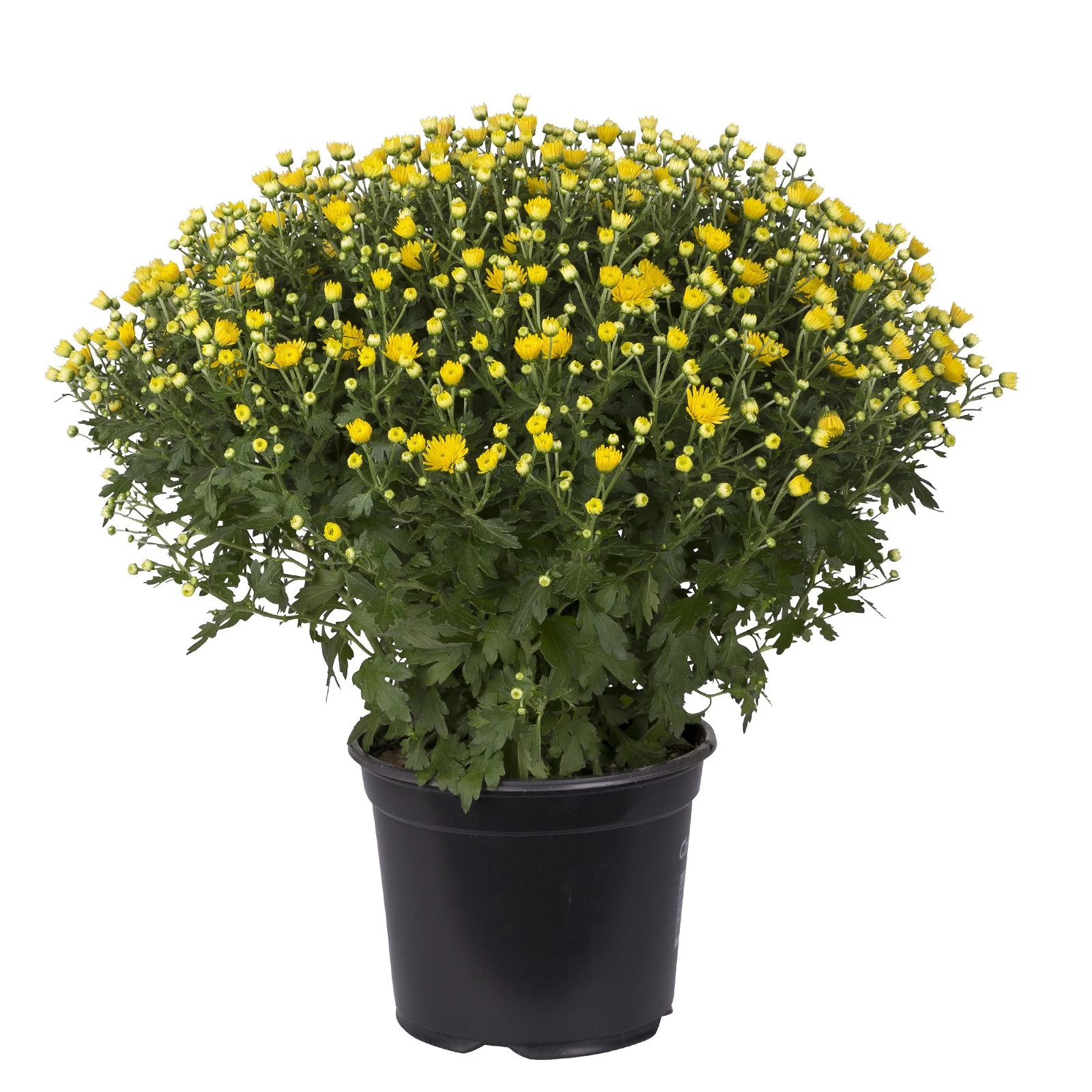 Chrysanthemen-Busch, Gelb-lila-weiß, Topf-Ø 19 Cm, 3er-Set 9 Chrysanthemen-Busch, Gelb-lila-weiß, Topf-Ø 19 Cm, 3er-Set – Bild 8