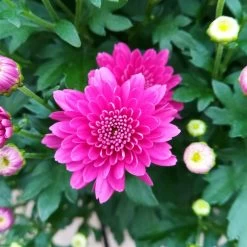 Chrysanthemen-Busch, Gelb-lila-weiß, Topf-Ø 19 Cm, 3er-Set 13 Chrysanthemen-Busch, Gelb-lila-weiß, Topf-Ø 19 Cm, 3er-Set -Fashion Garden Store 0690130121 Chrysanthemum multiflora Buesche lila image005 79583