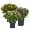 Chrysanthemen-Busch, Gelb-lila-weiß, Topf-Ø 19 Cm, 3er-Set 2 Chrysanthemen-Busch, Gelb-lila-weiß, Topf-Ø 19 Cm, 3er-Set -Fashion Garden Store 0690130126 frei 82238
