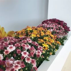 Chrysanthemen 'Amarena Pink', Rosa-pink, Topf-Ø 14 Cm, 4er-Set -Fashion Garden Store 0690130142 0690130143 0690130144 Chrysanthemum multiflora 4er Set 80300