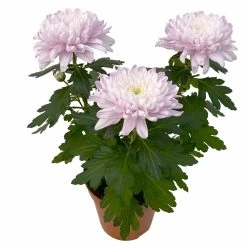 Chrysantheme 'Chrysanne® Zembla Next Pink' Rosa, Großbl., Topf-Ø 13cm, 6er-Set -Fashion Garden Store 0690140100 0690140101 Chrysanthemum Zembla T13 rosa Next Pink 4 115296