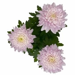 Chrysantheme 'Chrysanne® Zembla Next Pink' Rosa, Großbl., Topf-Ø 13cm, 6er-Set -Fashion Garden Store 0690140100 0690140101 Chrysanthemum Zembla T13 rosa Next Pink 5 115297