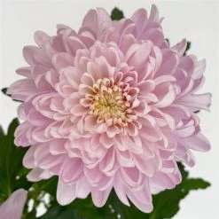 Chrysantheme 'Chrysanne® Zembla Next Pink' Rosa, Großbl., Topf-Ø 13cm, 6er-Set -Fashion Garden Store 0690140100 0690140101 Chrysanthemum Zembla T13 rosa Next Pink 6 115116