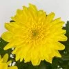 Chrysantheme 'Chrysanne® Zembla Next Yellow' Gelb, Großbl., Topf-Ø 13cm, 6er-Set 1 Chrysantheme 'Chrysanne® Zembla Next Yellow' Gelb, Großbl., Topf-Ø 13cm, 6er-Set -Fashion Garden Store 0690140102 Chrysanthemum Zembla T13 gelb Next Yellow 115117